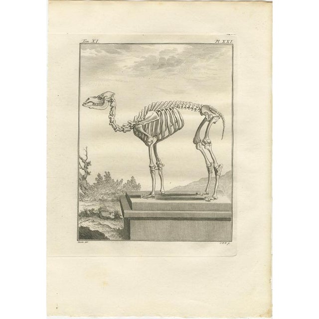 After Jacques de Sève, Camel Anatomy, 1769, Engravings, Set of 10 For Sale - Image 16 of 17