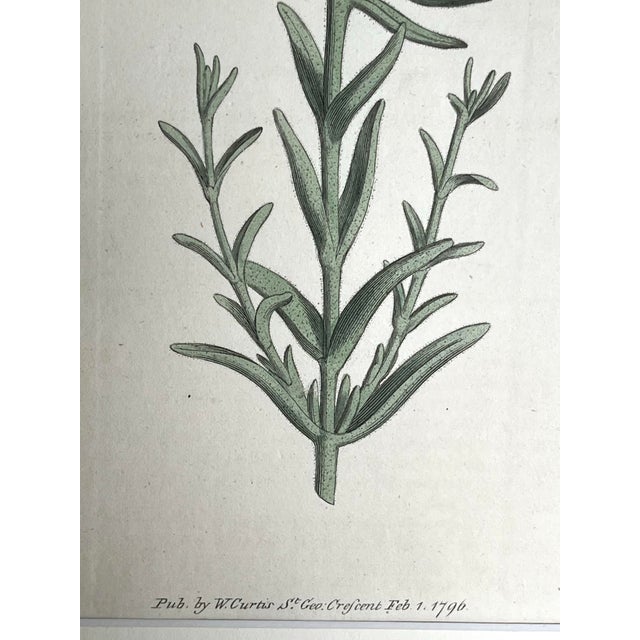 Illustration Antique Original Hand Colored Curtis Floral Botanical Etching For Sale - Image 3 of 6