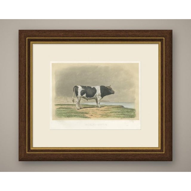This antique cattle print portrays a black and white Breton bull after Constant Troyon, engraved by A. Riffaut and printed...