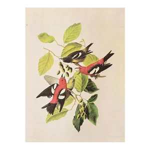 1966 Vintage Cottage Print "White-Winged Crossbill" After John James Audubon