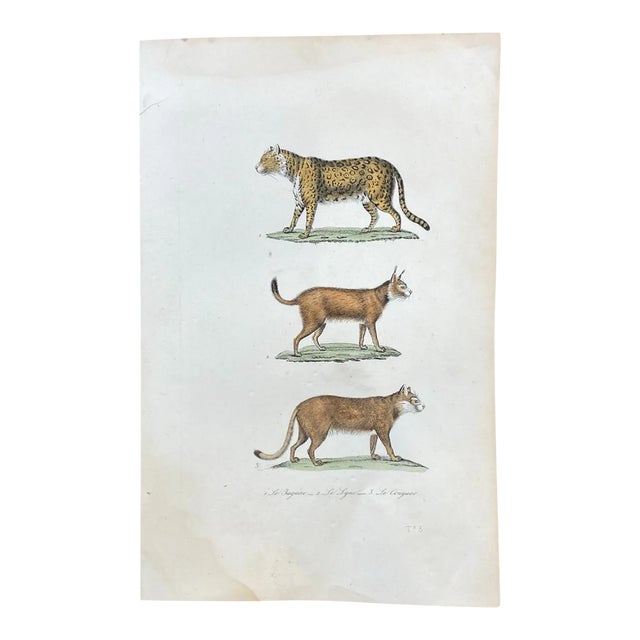 French Antique 18th Century "Le Jaguar" Animal Engraving Hand Colored Artwork For Sale