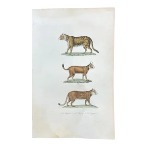 French Antique 18th Century "Le Jaguar" Animal Engraving Hand Colored Artwork