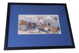 Antique Hand-Illustrated Zoological Print of Sea Creatures, 19th Century