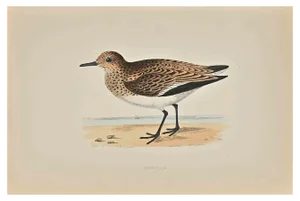 Alexander Francis Lydon, Sanderling, Woodcut Print, 1870