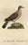 Original Handcolored Bird Illustration of a Male Turtle Dove by François Levaillant, 1801 For Sale
