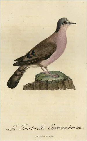 Original Handcolored Bird Illustration of a Male Turtle Dove by François Levaillant, 1801
