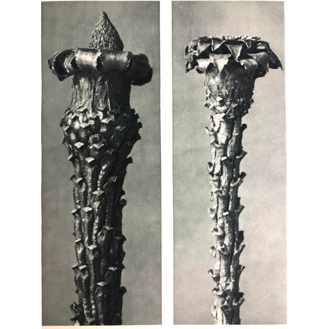 Photorealism Framed Antique Photogravure Blossfeldt Botanical Print - No. 21 For Sale - Image 3 of 4