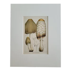 Matted 8" X 10" Edible Mushrooms Antique Color Lithograph