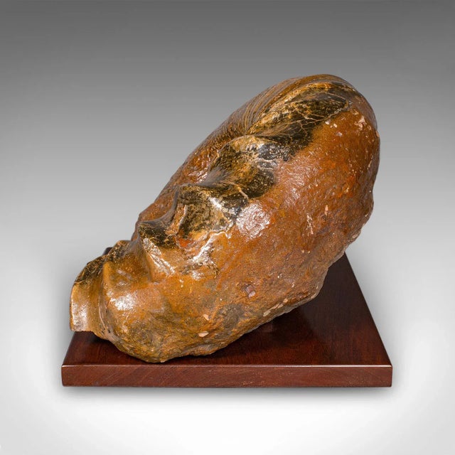 Large Ammonite Specimen, Natural History, Jurassic Fossil, Antique Presentation For Sale - Image 4 of 12