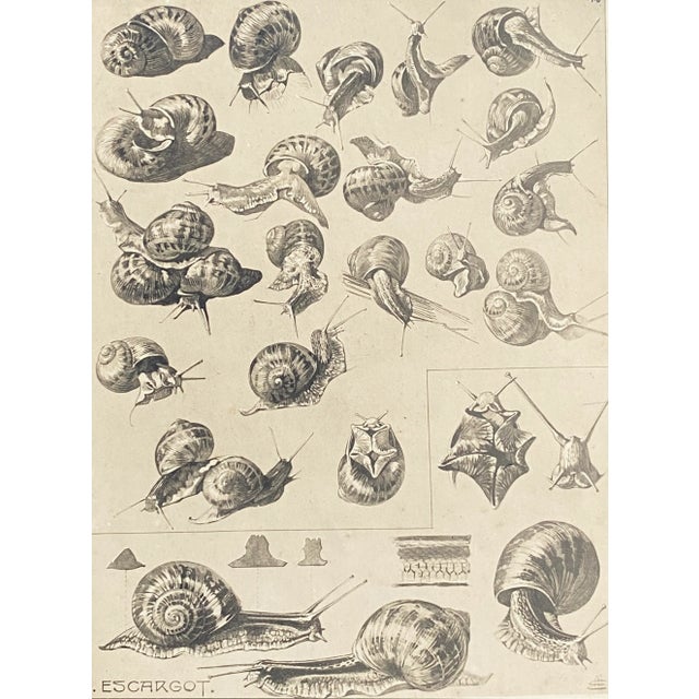 Mathurin Méhuet - Escargot Photogravure (early 20th Century). Framed and matted in black, the Photogravure is a study in...