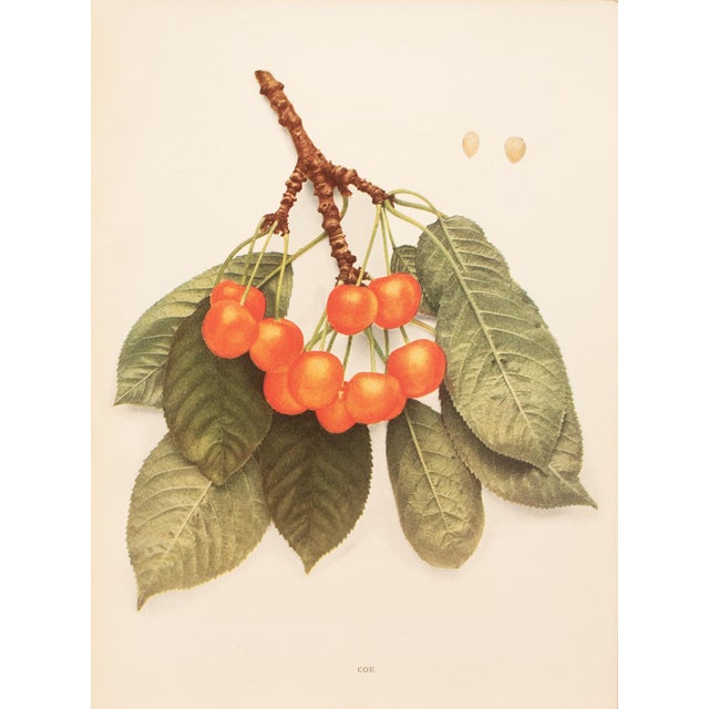 A magnificent original antique photogravure (print) of Coe Cherries by Ulysses Prentiss Hedrick (1870-1951). Superb...