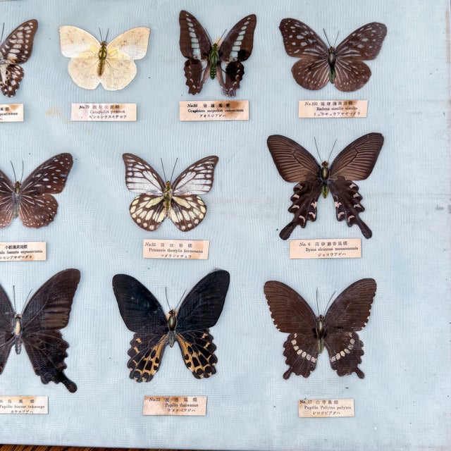 Sky Blue Vintage 1960s–1970s Taiwanese Butterfly Specimen Entomology Display, 34” For Sale - Image 8 of 11