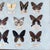 Sky Blue Vintage 1960s–1970s Taiwanese Butterfly Specimen Entomology Display, 34” For Sale - Image 8 of 11
