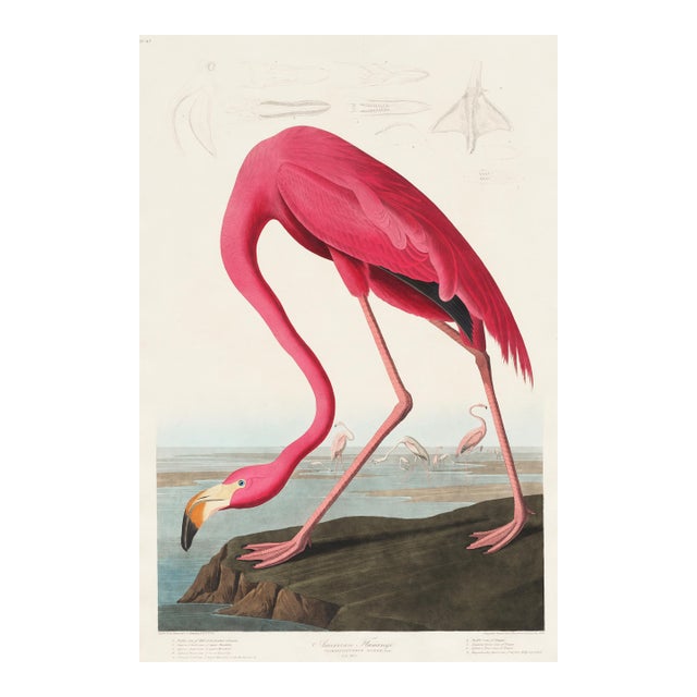 Pink Flamingo (Audubon, Birds of America), Vintage Art Print Reproduction, 24″ × 36″ For Sale