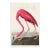 Pink Flamingo (Audubon, Birds of America), Vintage Art Print Reproduction, 24″ × 36″ For Sale