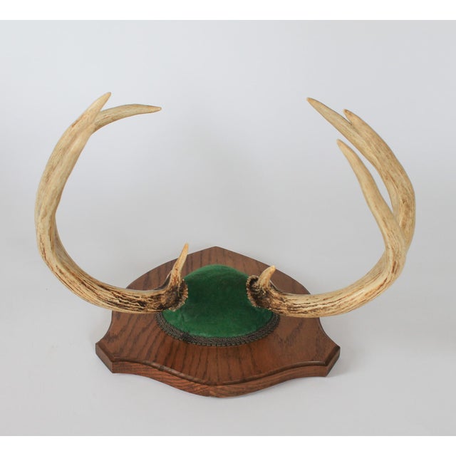 Mid 20th Century Vintage Eight Point Whitetail Deer Antler Plaque For Sale - Image 5 of 7