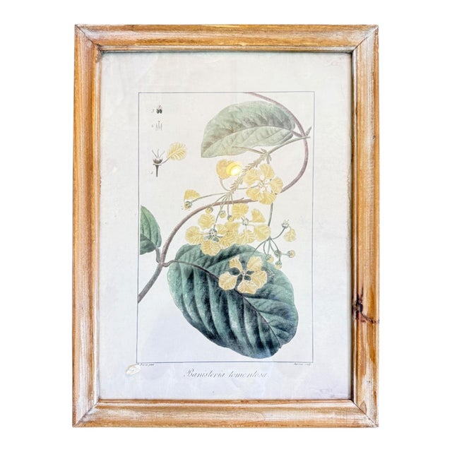 2020s Wood Framed Wall Decor Floral - Set of 4 For Sale - Image 5 of 6