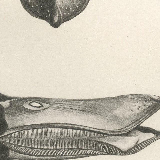 Lilian Marguerite Medland, Bills and Feet of the Wildfowl, 1909, Print For Sale - Image 4 of 9