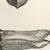 Lilian Marguerite Medland, Bills and Feet of the Wildfowl, 1909, Print For Sale - Image 4 of 9