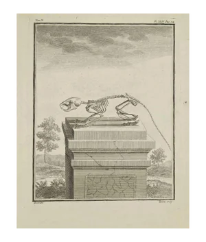 Jacques Baron, The Skeleton, Etching, 1771