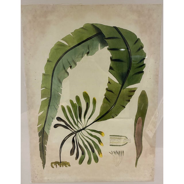 A striking oversized botanical artwork by Natural Curiosities, featuring a beautifully detailed seaweed illustration from...