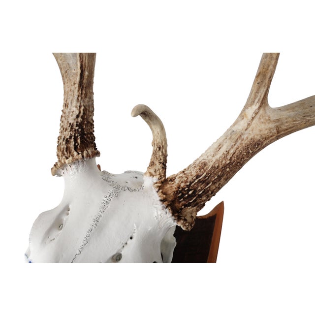 Mounted Atypical 9 Point Deer Skull - Abnormal Antlers For Sale - Image 9 of 11