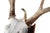Mounted Atypical 9 Point Deer Skull - Abnormal Antlers For Sale - Image 9 of 11