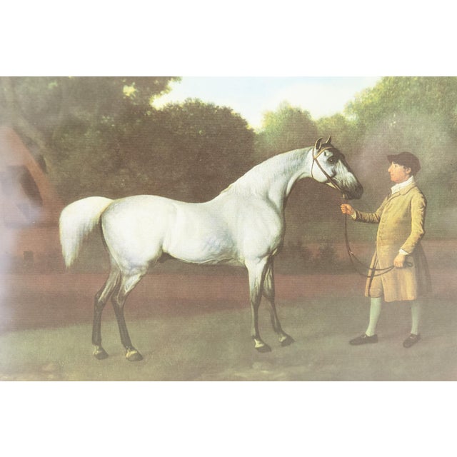George Stubbs, Grey Horse Gimcrack, Late 20th Century, Print, Framed For Sale - Image 11 of 14