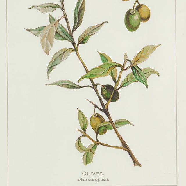 Early 21st Century Framed Olive Leaf Botanical Prints, Set Of 4 For Sale - Image 5 of 5