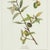 Early 21st Century Framed Olive Leaf Botanical Prints, Set Of 4 For Sale - Image 5 of 5