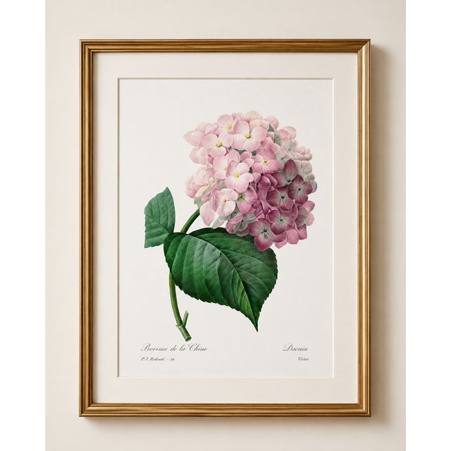 Hydrangea by Pierre-Joseph Redouté, Vintage Botanical Art Print, 24" X 36" For Sale In Buffalo - Image 6 of 10