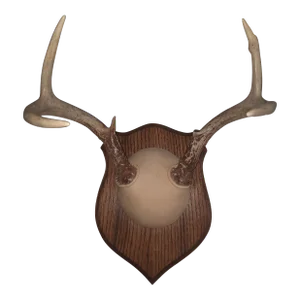Mid 20th Century Trophy Deer Antler Mount