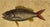 Nautical Mark Catesby Engraving, "The Lane-Snapper and the Tobaccopipe Fish" For Sale - Image 3 of 8