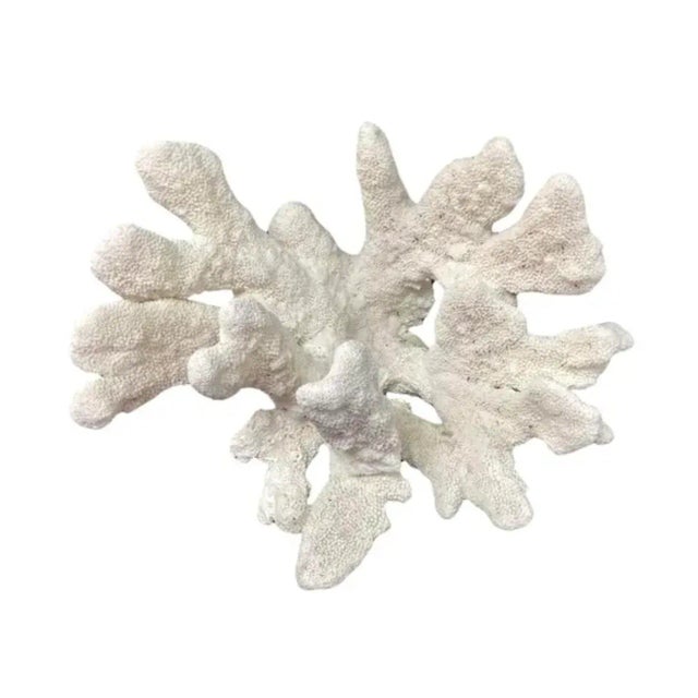 Shell Large Natural White Coral Reef Specimen #4 For Sale - Image 7 of 9