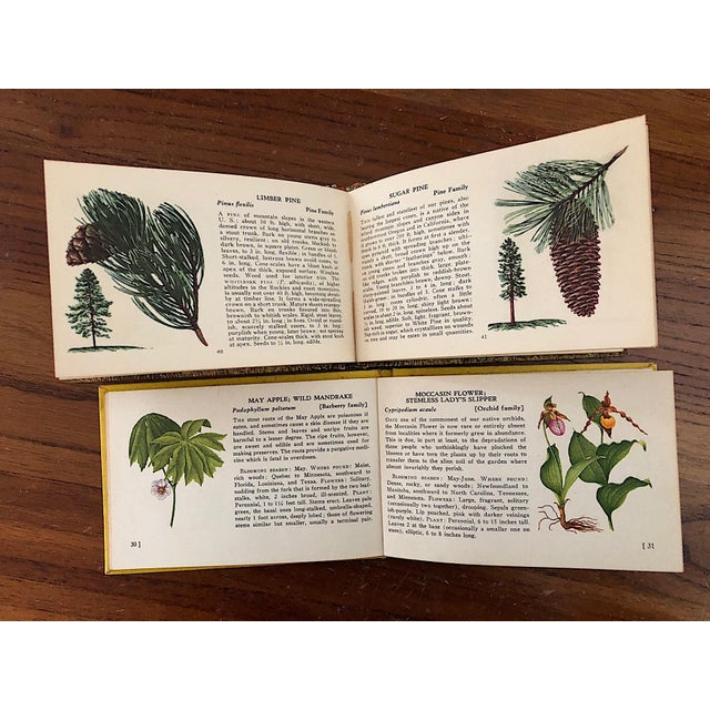 Vintage Tree and Wild Flower Nature Guide Book Set of 2 For Sale - Image 14 of 16