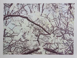 Jon D'Orazio, "Magnolia IV," Lithograph