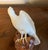 Antique 19th Century Japanese Meiji Porcelain Figure of a Hawk For Sale - Image 9 of 14