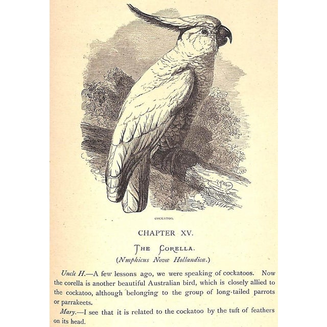 "Our Zoological Friends" 1876 Coultas, Harland For Sale - Image 4 of 10