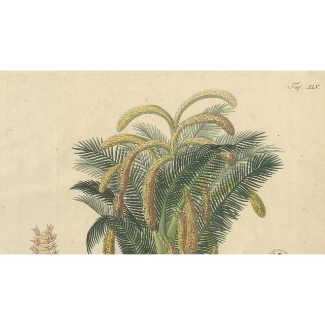 Antique Sago Palm Botanical Print, 1831 For Sale - Image 3 of 10