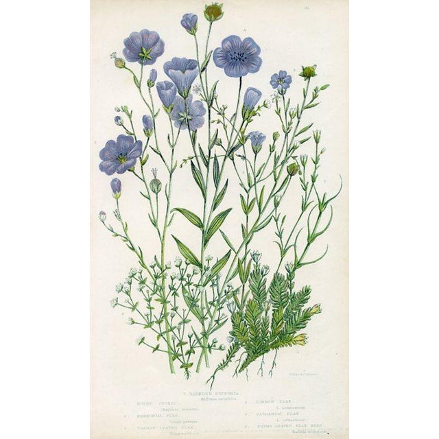 Antique Botanical Prints by Anne Pratt, Set of 6, 1870s, Original Lithographs, England For Sale - Image 4 of 7