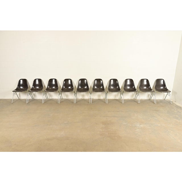 Mid-Century Modern Charles & Ray Eames for Herman Miller DSS Seal Brown Stacking Shell Chairs | Set of Ten For Sale - Image 3 of 16