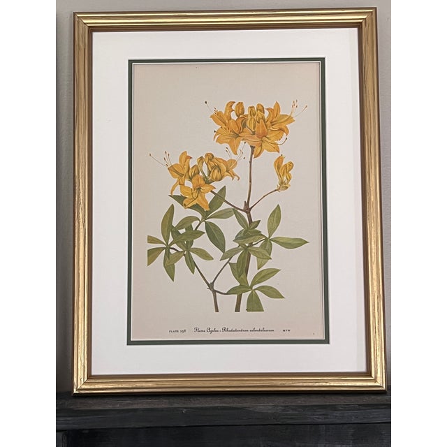 Vintage Botanicals Framed Set of 2 - Authentic Vintage 1953 Prints For Sale - Image 4 of 6