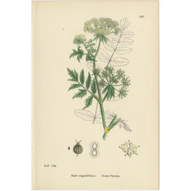 After Sowerby, English Botanical British Wildflowers, 1902, Prints, Set of 6 For Sale - Image 6 of 9