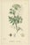 After Sowerby, English Botanical British Wildflowers, 1902, Prints, Set of 6 For Sale - Image 6 of 9