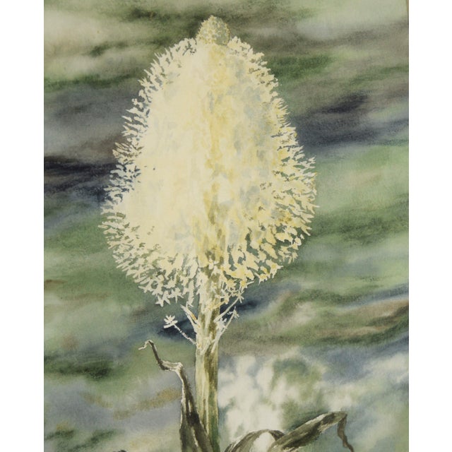 American Beargrass - Original Watercolor on Paper by Marie Yunker For Sale - Image 3 of 5