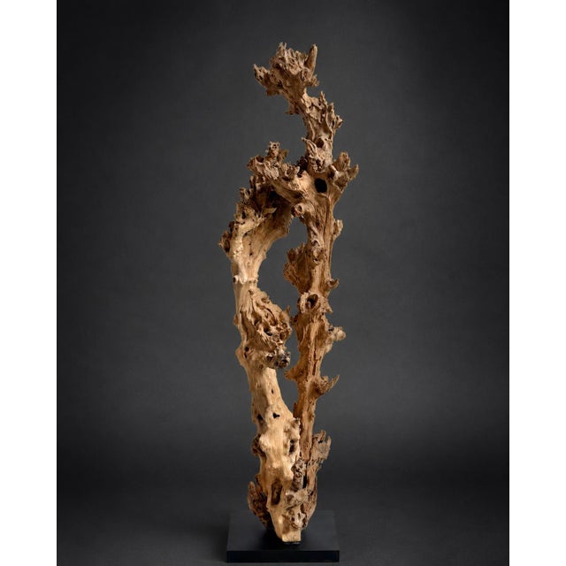 Organic Gamal Wood Tree Sculpture on Stand For Sale In Los Angeles - Image 6 of 6
