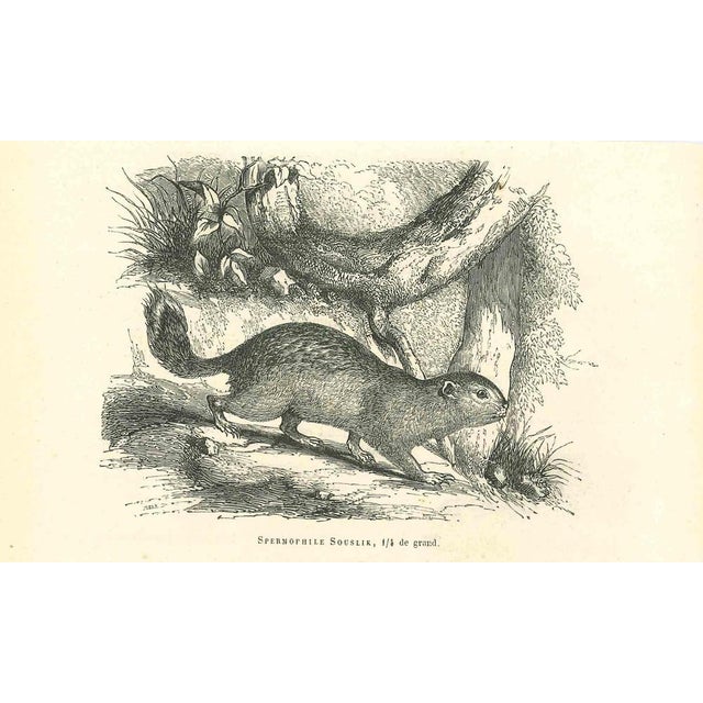 Spermophilus is an original lithograph on ivory-colored paper, realized by Paul Gervais (1816-1879). The artwork is from...