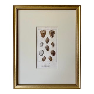 Antique French Print Hand Colored Engraving of Sea Shells by Turpin Paris 1816 For Sale
