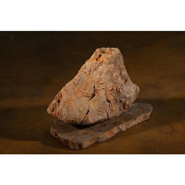 Unique rock large sculpture in jurassic natural rock by nerinea. Dimensions: w 35 x d 25 x h 15 cm. Materials: natural...