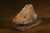 Unique rock large sculpture in jurassic natural rock by nerinea. Dimensions: w 35 x d 25 x h 15 cm. Materials: natural...